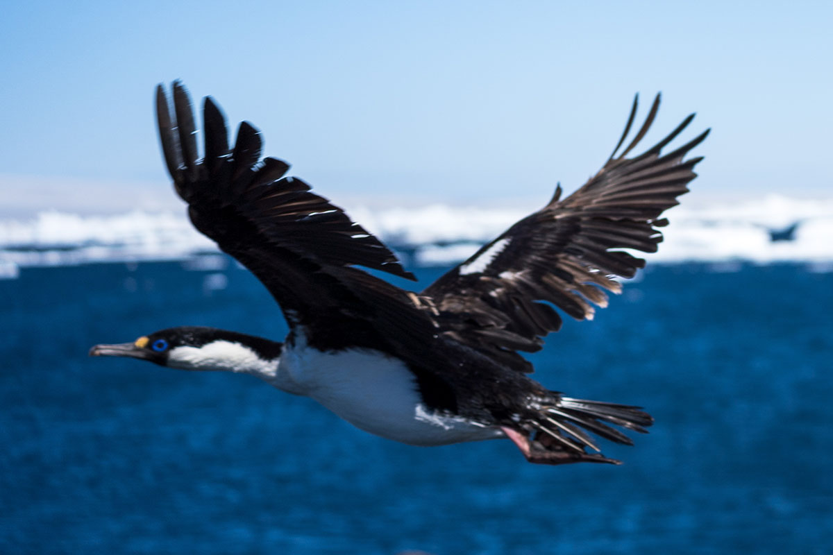 Antarktis Kreuzfahrt Blauaugenkormoran