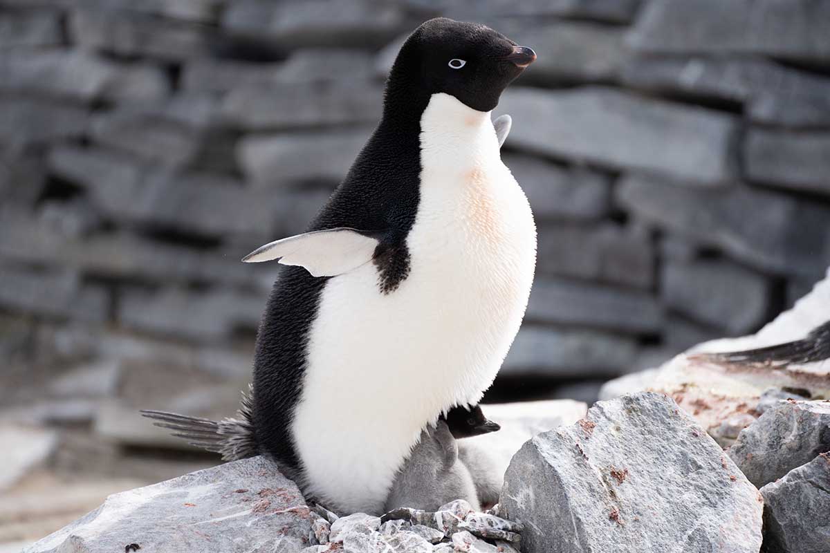 Antarktis Kreuzfahrt Adeliepinguin Paulet Island