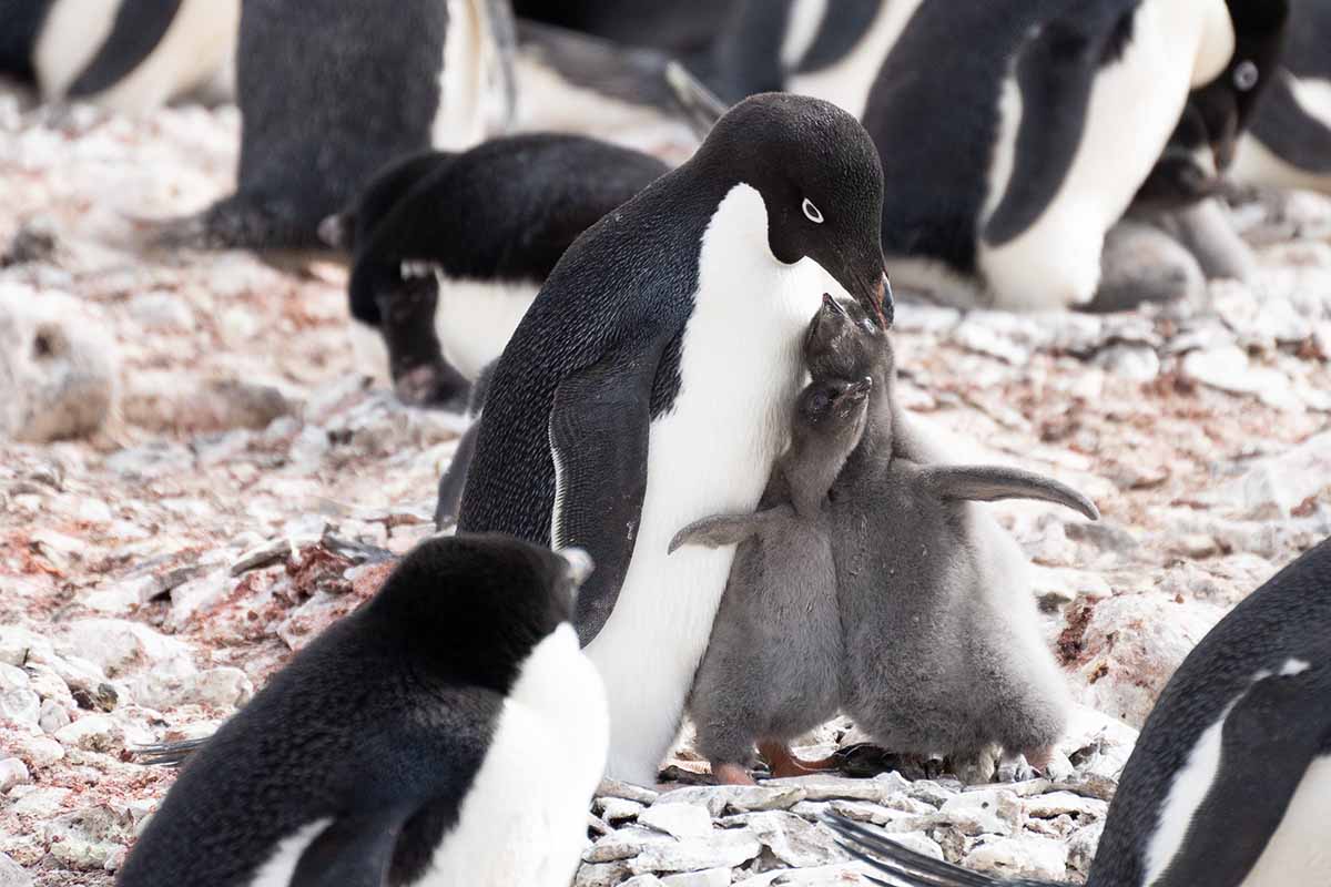 Antarktis Kreuzfahrt Adeliepinguine Paulet Island