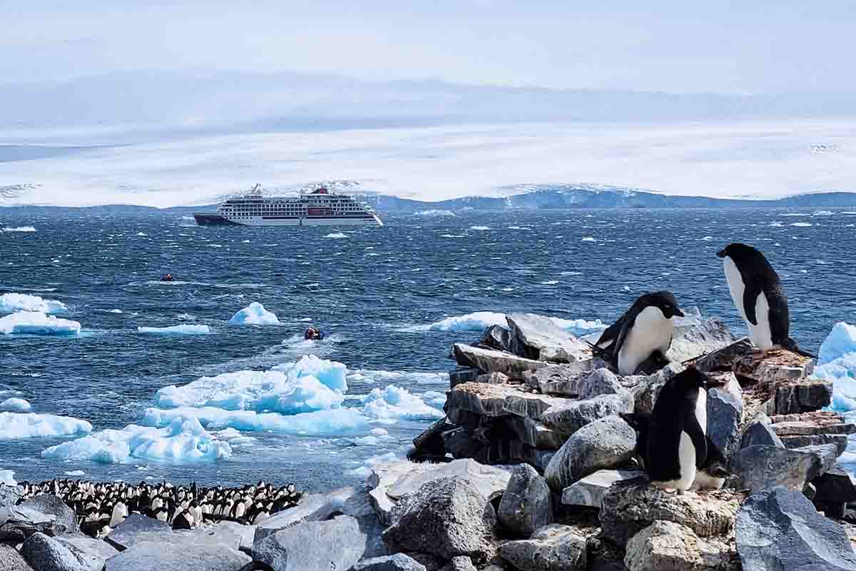 Antarktis Kreuzfahrt Adeliepinguine Paulet Island