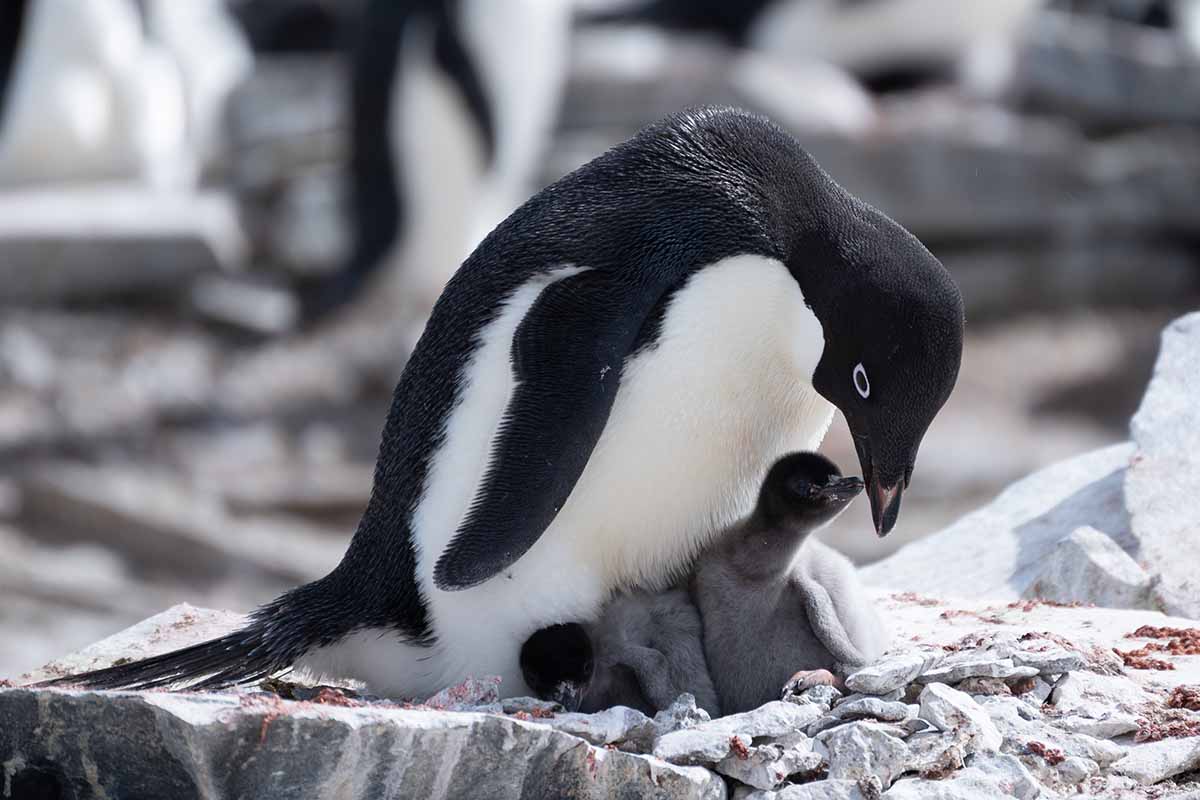 Antarktis Kreuzfahrt Adeliepinguine Paulet Island