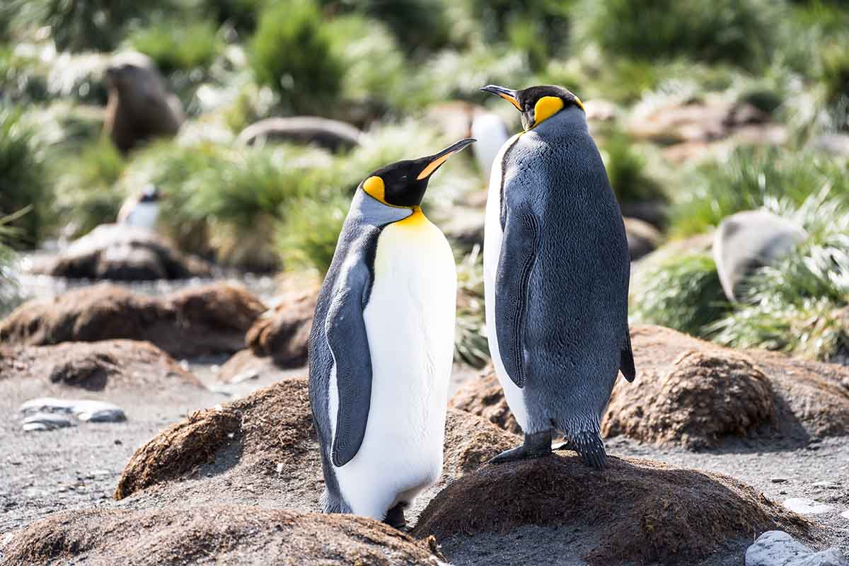 Antarktis Kreuzfahrt Königspinguine Südgeorgien