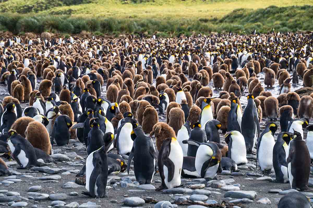 Antarktis Kreuzfahrt Königspinguine Gold Harbour