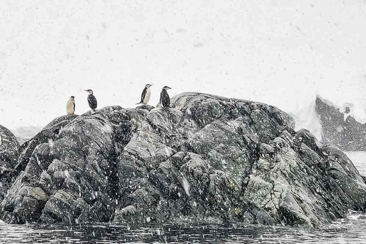 Antarktis Kreuzfahrt Melchior Islands