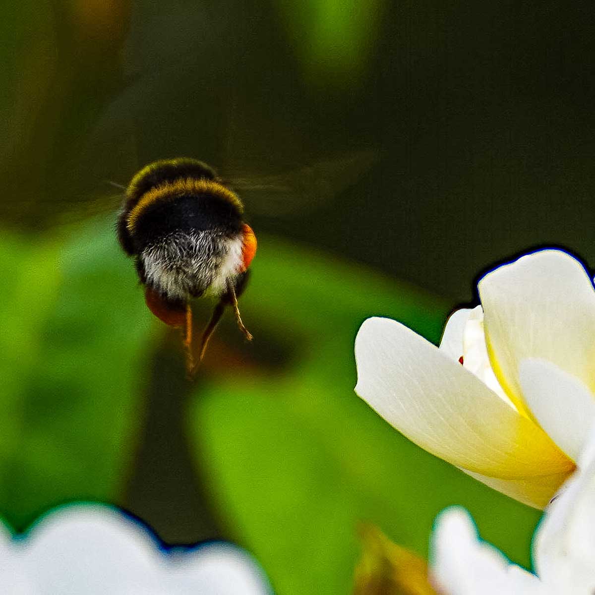 Hummel Schwedenliebe-fopanet2022