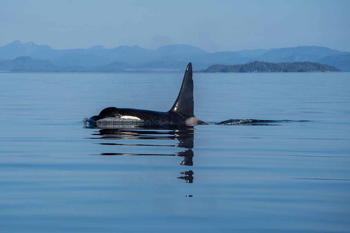 Orca vor Vancouver Island