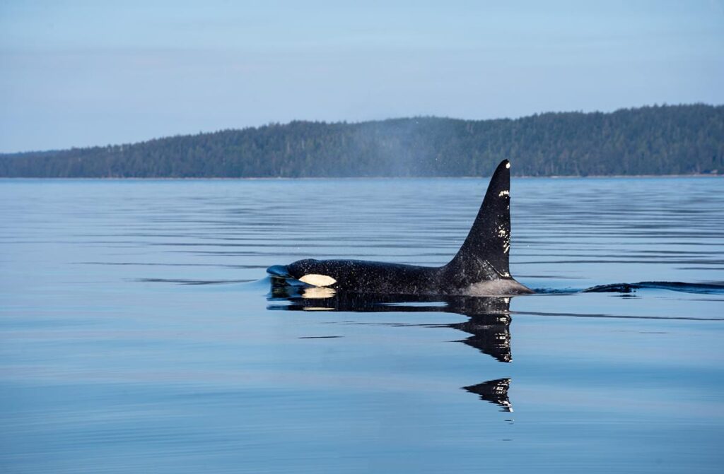 Orca vor Vancouver Island
