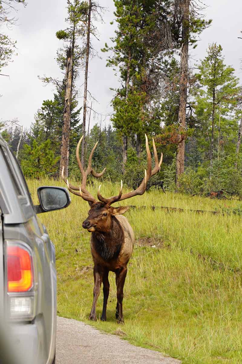 Wapiti - Jasper, Alberta