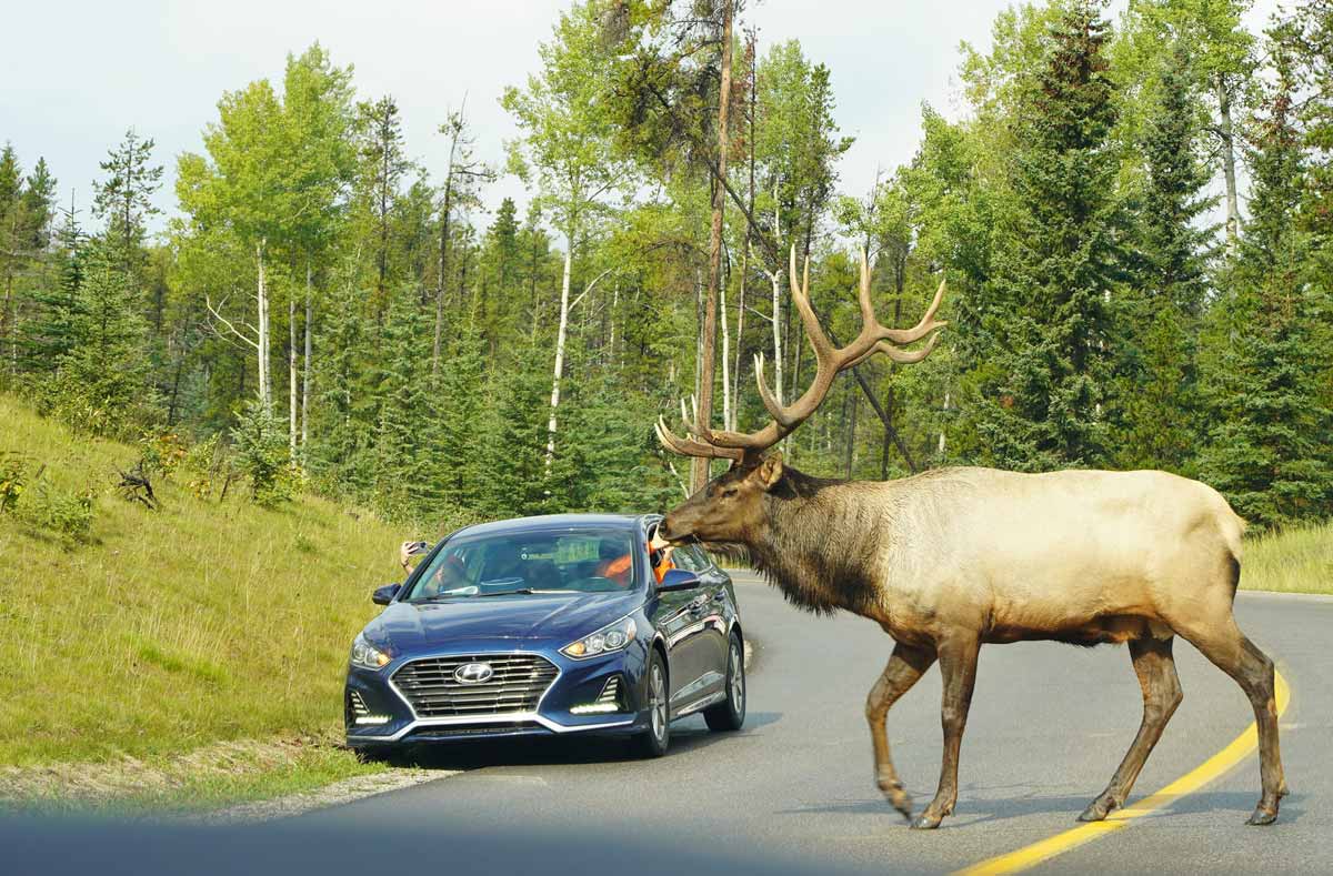 Wapiti - Jasper, Alberta