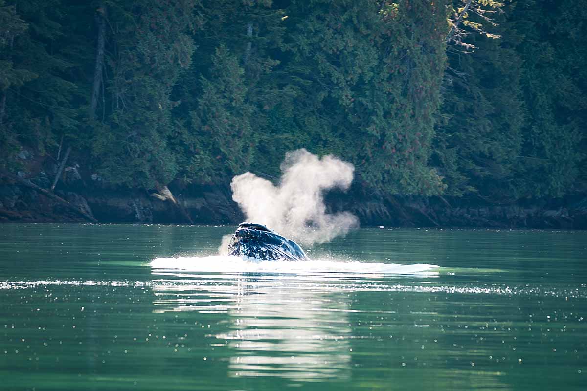 Buckelwal bei Vancouver Island