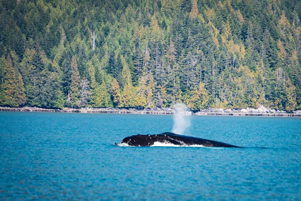 Buckelwal bei Vancouver Island