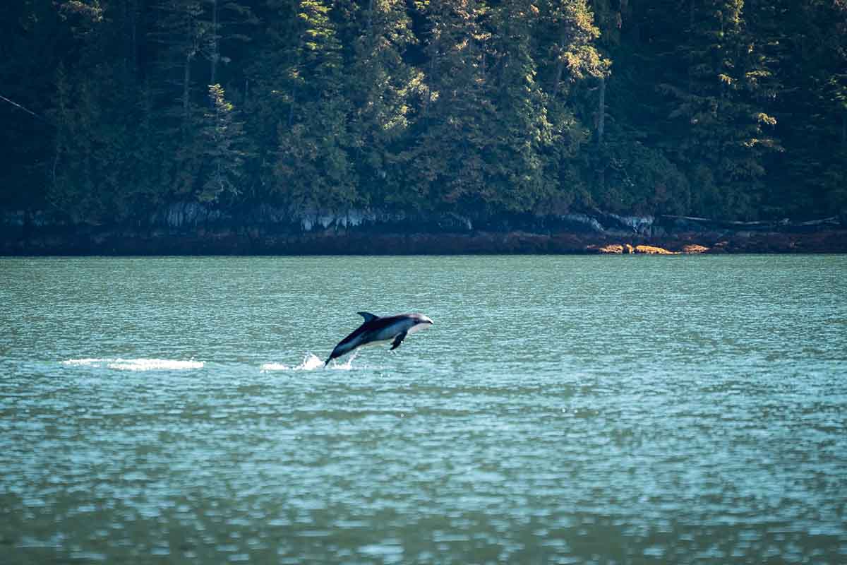 Delfin bei Vancouver Island