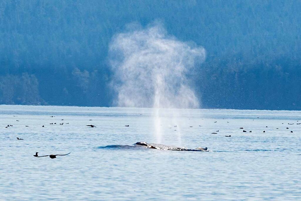 Buckelwal bei Vancouver Island