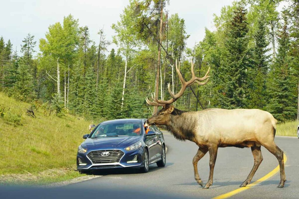 Jasper Nationalpark Wapiti
